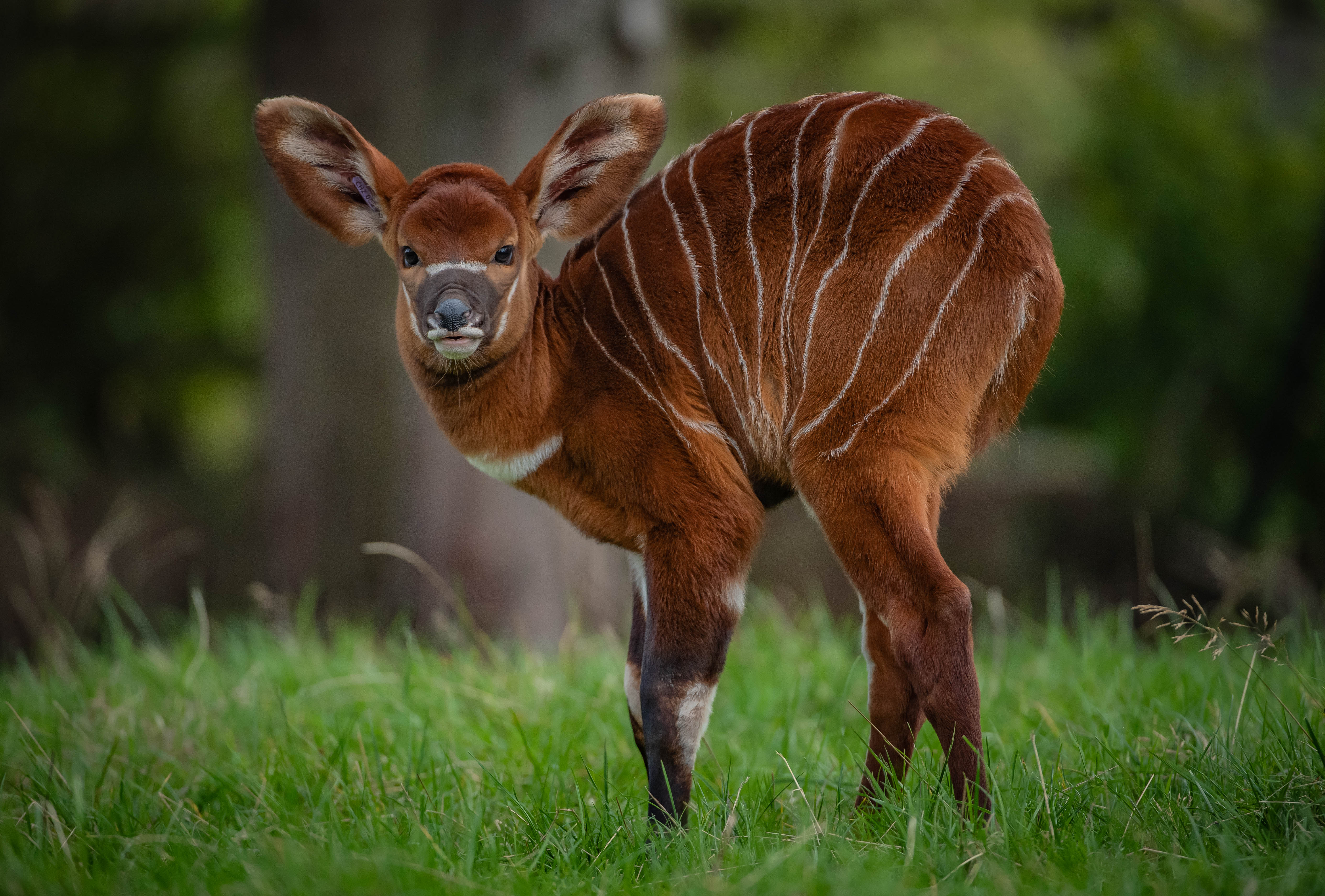 Critically Endangered Africa s Rarest Large Mammal Born At Chester Zoo Critically Endangered Africa s Rarest Large Mammal Born At Chester Zoo