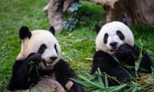 CHESTER ZOO OFFER AT MOXY CHESTER