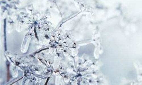 JANUARY SANCTUARY AT THE CHESTER GROSVENOR HOTEL